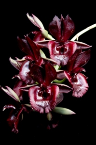 Catasetum Dark Odyssey SVO Black Cherry AM/AOS 85 pts.